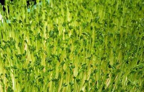 揭秘无土种植的真相 揭秘无土种植的真相是什么