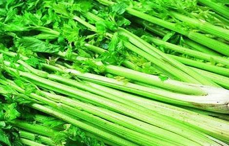 芹菜的种植方法与时间 芹菜种植技术和时间方法