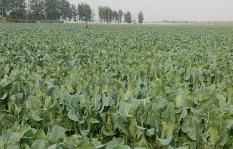 花椰菜的种植时间和种植方法 花椰菜的种植时间和种植方法