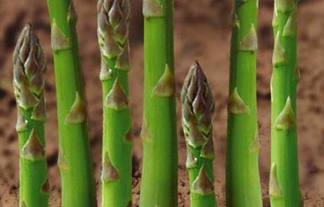 芦笋
