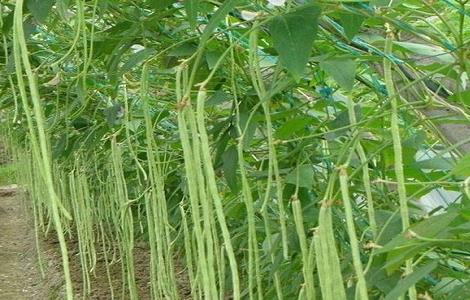 豆角种植的时间与方法（豆角的种植时间和收获时间）