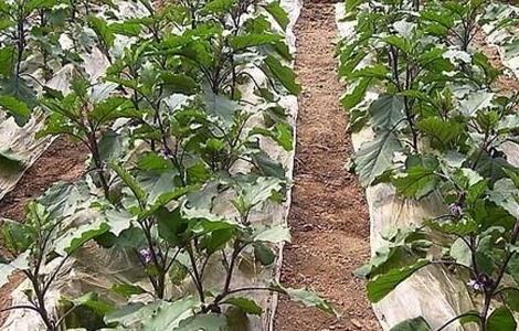 茄子的种植时间和方法 茄子的种植时间和方法是什么