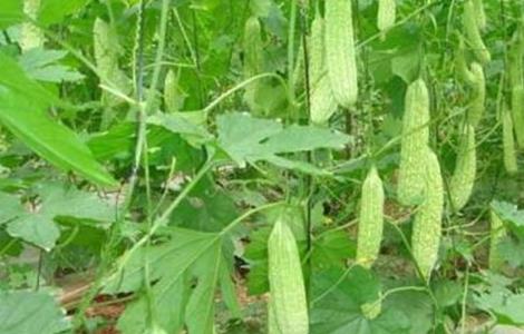 苦瓜的种植方法和时间 苦瓜的种植方法与时间