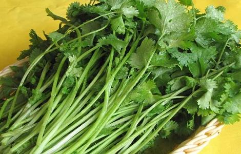 香菜的种植时间与方法(香菜种植时间和种植方法介绍)