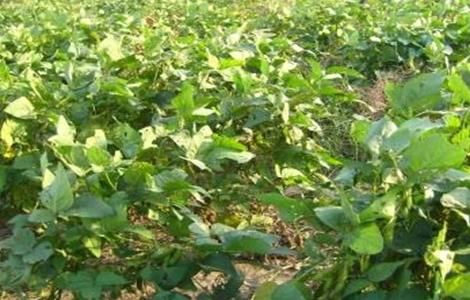 毛豆的种植时间和方法 毛豆的种植时间和方法图片