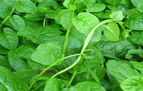 木耳菜的种植时间与方法（木耳菜的种植时间与方法大棚种植朋友）