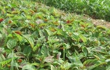 苋菜的种植方法和时间 苋菜的种植方法和时间和方法