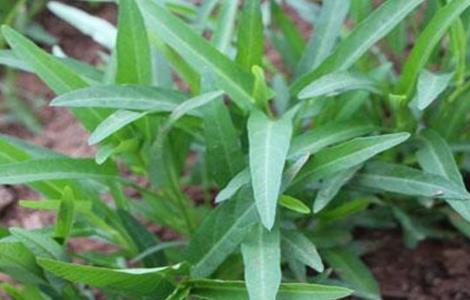 空心菜的种植方法和时间（空心菜的种植方法和时间图片）