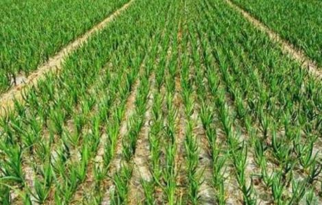 蒜苗的种植方法和时间 蒜苗种植技术与时间