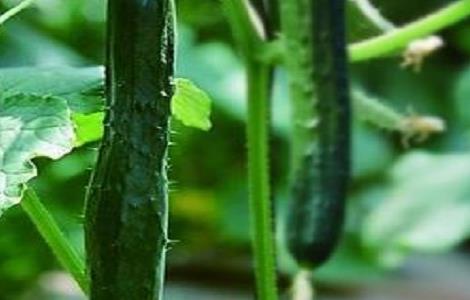 黄瓜的无土栽培技术 黄瓜无土栽培技术存在的问题