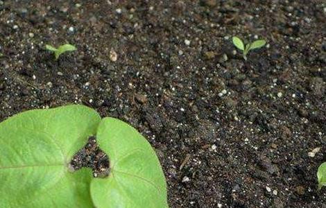 茄子种子快速催芽方法(茄子种子快速催芽方法视频)