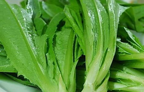 油麦菜的种植时间与方法(油麦菜种植技术和时间方法)