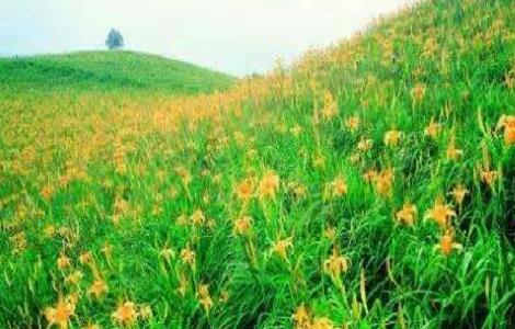 2018种黄花菜赚钱吗及市场前景 2018种黄花菜赚钱吗及市场前景分析