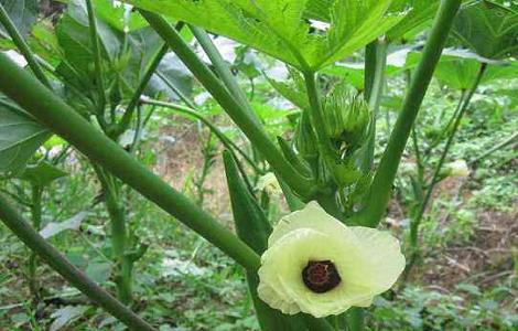 秋葵的施肥方法 秋葵的施肥方法视频