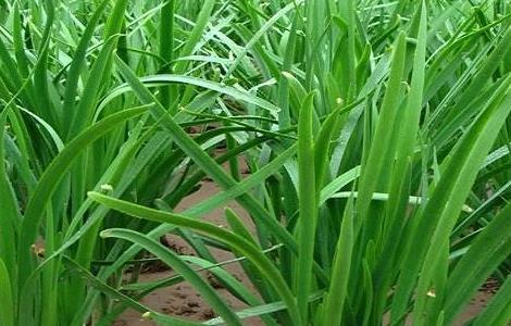 韭菜种植的方法与时间（韭菜的家庭种植方法和时间）