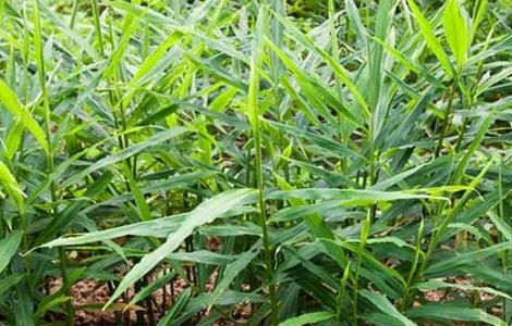 姜的种植方法和时间 姜的种植方法和时间种视频