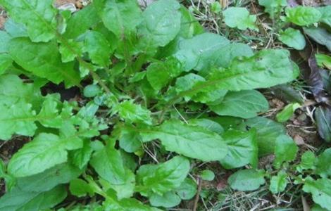 荠菜种植的方法与时间（荠菜的种植时间和管理）