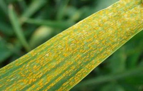 茭白的常见病虫害防治方法（茭白的常见病虫害防治方法有哪些）