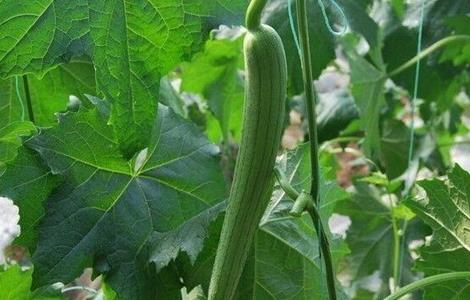 丝瓜常见病害（丝瓜常见病害及防治）