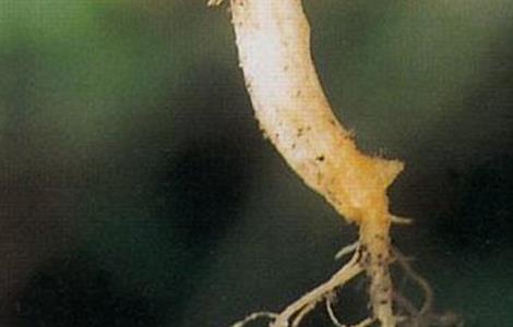 冬瓜不长新根的原因和防治措施 冬瓜苗根部烂掉的原因