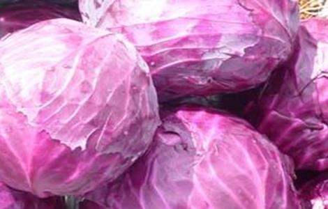 甘蓝的种植方法与时间 甘蓝的种植方法与时间图片