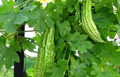 苦瓜怎么种（水果苦瓜怎么种）