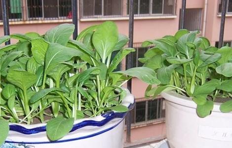 阳台上种植白菜的方法（阳台上种植白菜的方法有哪些）