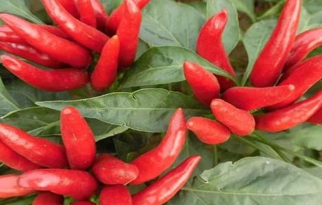 朝天椒的种植时间与方法 朝天辣椒种植方法和时间