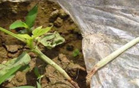 白菜常见病虫害防治方法 白菜常见的病虫害及防治措施