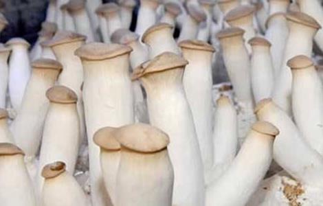 杏鲍菇种植注意事项(杏鲍菇种植与禁忌)