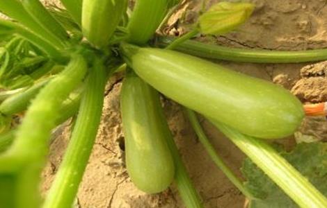 西葫芦种植时间和方法(西葫芦种植时间与方法)