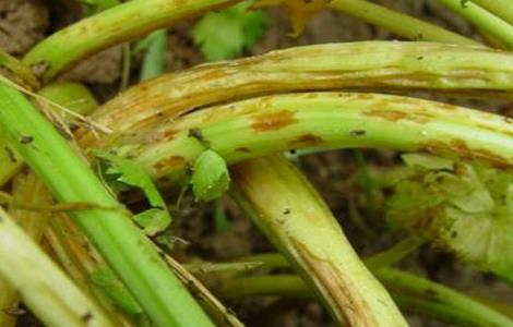 芹菜常见病虫害防治 芹菜常见病虫害防治方法