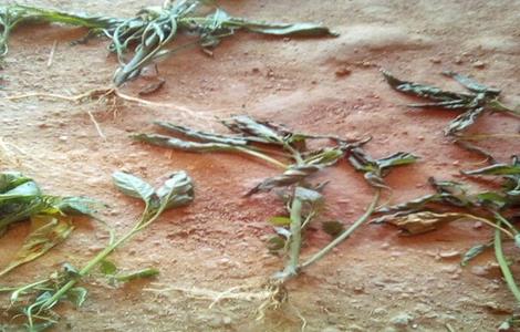 龙葵病害防治 龙葵病害防治措施