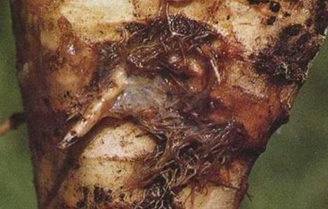 甜菜常见病虫害防治方法（甜菜常见病虫害防治方法视频）