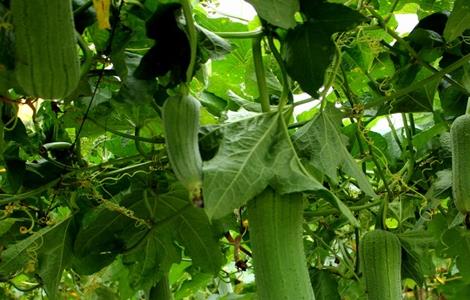 丝瓜该怎么种（丝瓜该怎么种?）