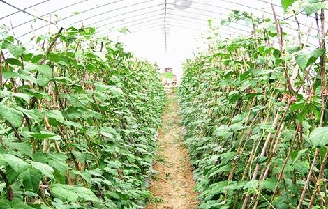 芸豆不结荚怎么办 芸豆落花落荚怎么办