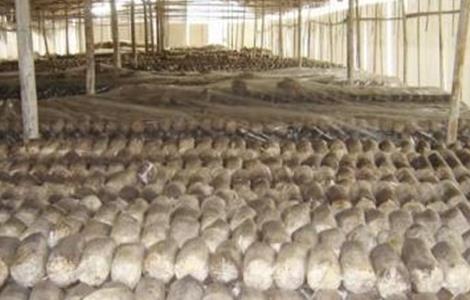 毛木耳出耳期管理要点（毛木耳出芽期的管理）