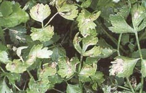 茼蒿常见病虫害防治方法(茼蒿常见病虫害防治方法有哪些)