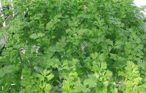芹菜无土栽培技术（芹菜无土栽培技术ppt）