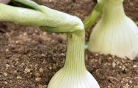 洋葱主要有什么病害（洋葱主要有什么病害和危害）