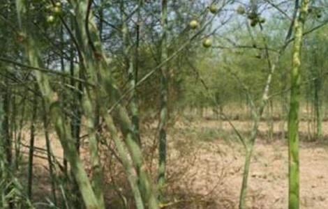 芦笋的常见病虫害（芦笋常见病虫害防治）