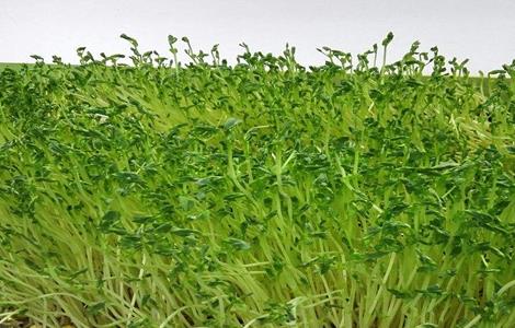 豆芽的种植方法 怎么种植豆芽?