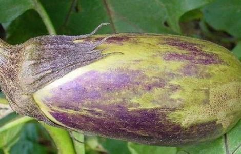 茄子着色不良的原因（茄子着色不好的原因）