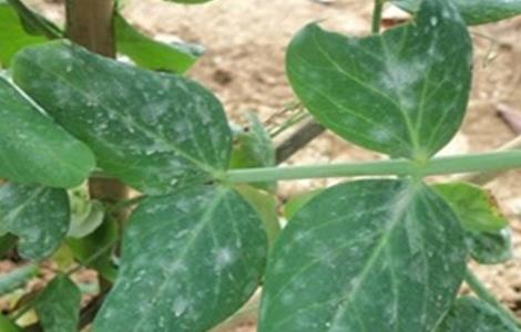 荷兰豆常见的病虫害防治方法（荷兰豆常见的病虫害防治方法农业之友）