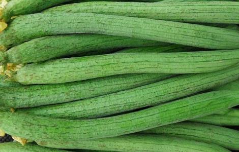 丝瓜无土栽培技术（丝瓜无土栽培技术要点）