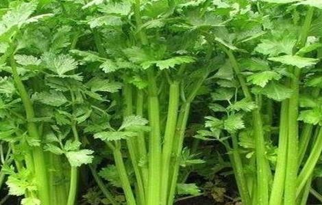 芹菜死苗怎么办 芹菜苗期死苗用啥药