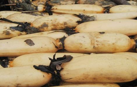 莲藕 环境 种植