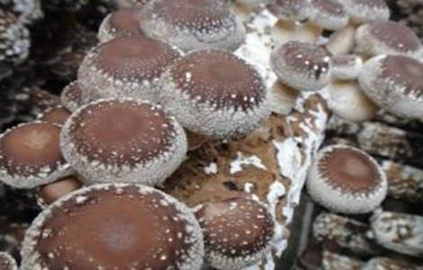 香菇菌丝徒长的原因及防治方法 草菇菌丝徒长的原因