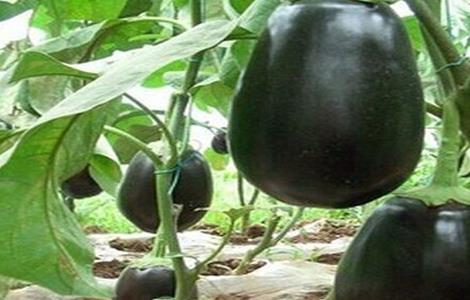 茄子如何高产的栽培技术 茄子高产栽培技术有哪些