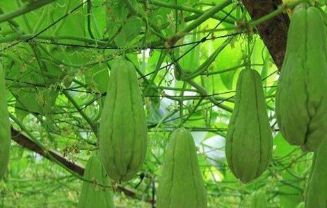 佛手瓜种植的时间与方法 佛手瓜种植时间和方法